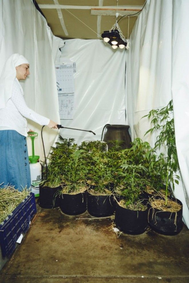 Как калифорнийские монахини выращивают марихуану 49