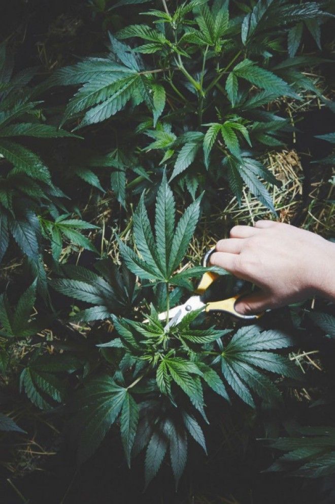 Как калифорнийские монахини выращивают марихуану 51
