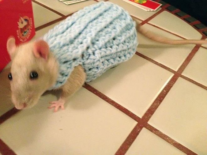 Эти 20 фотографий безумно милых животных в свитерах согреют вас 44