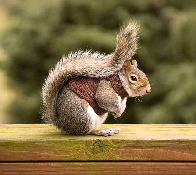 Эти 20 фотографий безумно милых животных в свитерах согреют вас 46