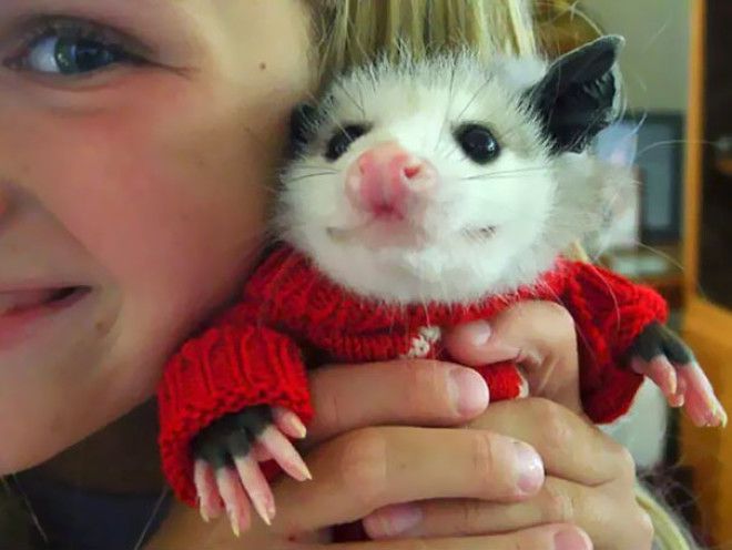 Эти 20 фотографий безумно милых животных в свитерах согреют вас 49