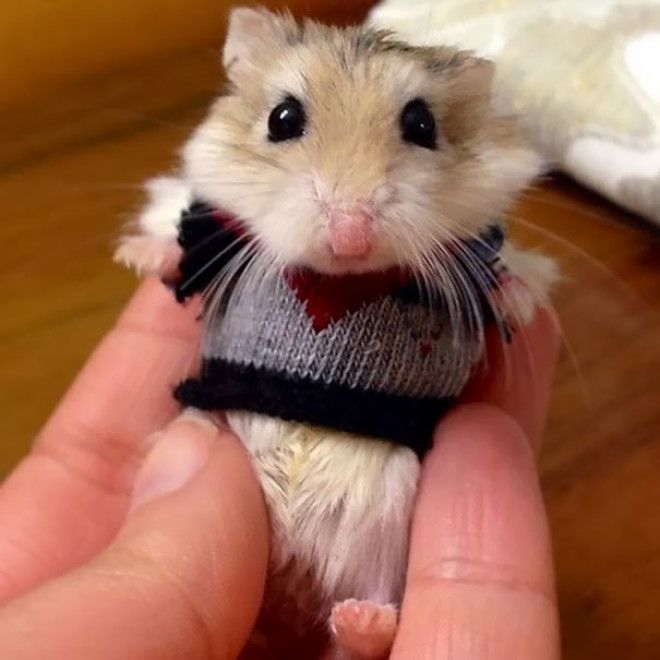 Эти 20 фотографий безумно милых животных в свитерах согреют вас 39