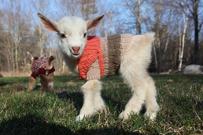 Эти 20 фотографий безумно милых животных в свитерах согреют вас 44