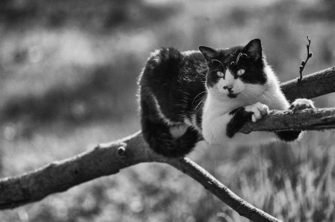 Уравновешенные коты-акробаты демонстрируют чудеса баланса 51