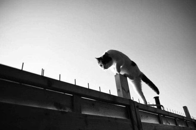 Уравновешенные коты-акробаты демонстрируют чудеса баланса 49