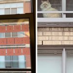 Женщина решила познакомиться с котом, которого часто видела в окне. Ей помогли стикеры и смекалочка
