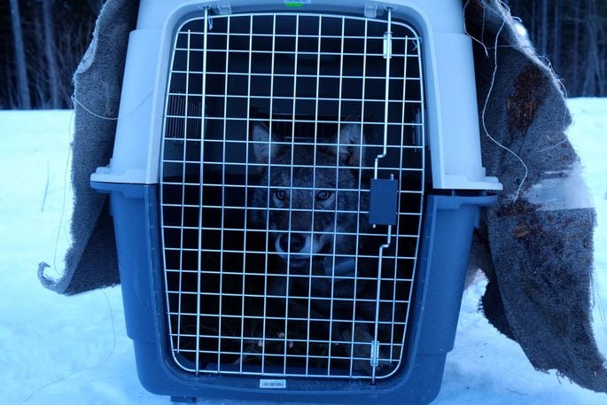 Эстонские строители спасли из реки замёрзшую собаку и отвезли в клинику. Собака оказалась волком 34