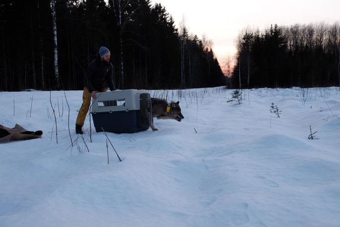 Эстонские строители спасли из реки замёрзшую собаку и отвезли в клинику. Собака оказалась волком 35