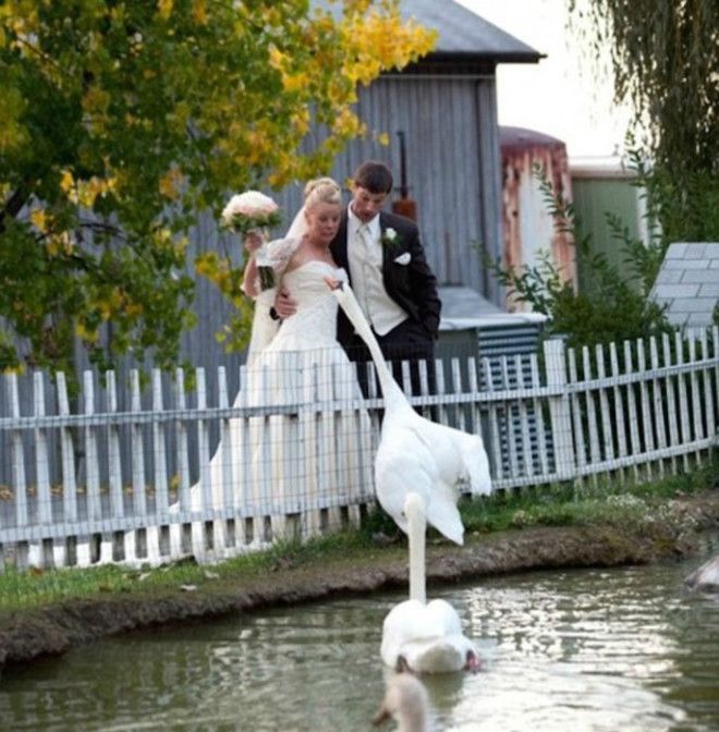 Лебедь против невесты Фото Noticias y posts