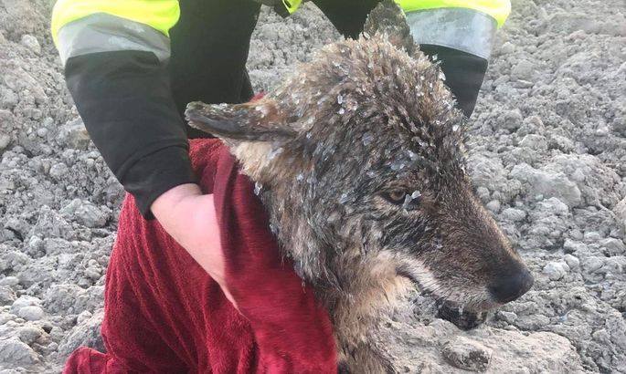Эстонские строители спасли из реки замёрзшую собаку и отвезли в клинику. Собака оказалась волком 28