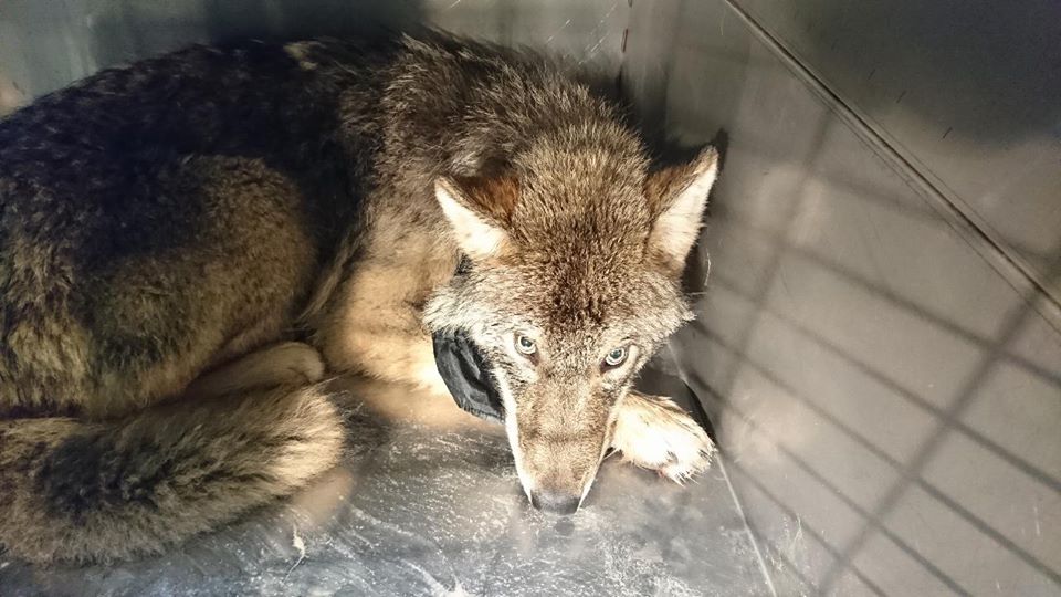 Эстонские строители спасли из реки замёрзшую собаку и отвезли в клинику. Собака оказалась волком 32