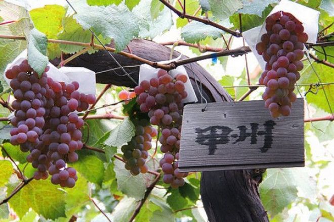 10 стран, где, оказывается, производят вкусное вино 39