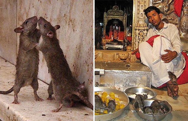 Индийский храм, где поклоняются живым крысам 34