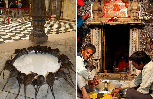 Индийский храм, где поклоняются живым крысам 36