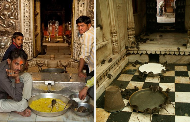 Индийский храм, где поклоняются живым крысам 38