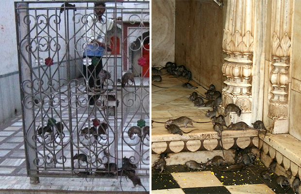 Индийский храм, где поклоняются живым крысам 40