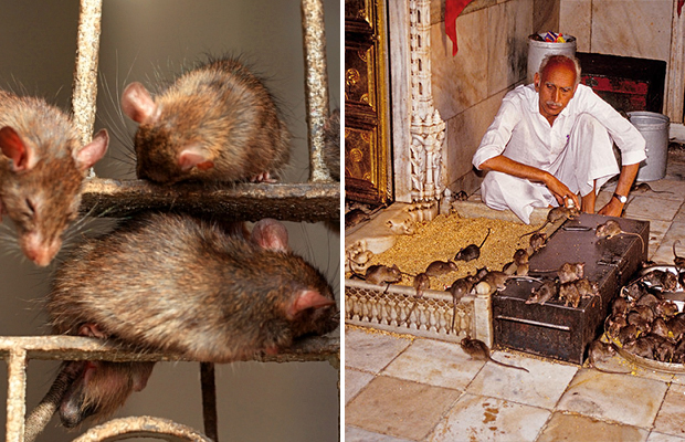 Индийский храм, где поклоняются живым крысам 42