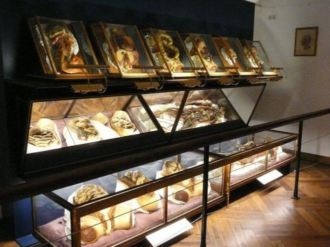 6 самых шокирующих анатомических музеев мира 35