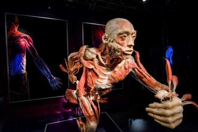 6 самых шокирующих анатомических музеев мира 36