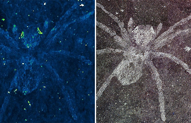 Останки древних пауков со светящимися глазами найдены в Южной Корее 10