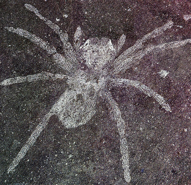 Останки древних пауков со светящимися глазами найдены в Южной Корее 12