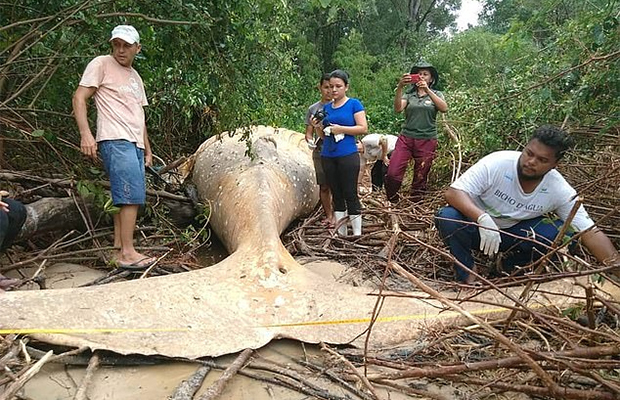 Каким образом горбатый кит оказался в джунглях Амазонки 16
