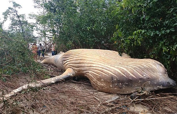 Каким образом горбатый кит оказался в джунглях Амазонки 20