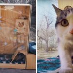 Инженер из Пекина построил кошачий приют, в котором работают не люди, а искусственный интеллект