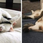 25 спящих котиков, которые доказали, что уснуть можно в любом положении