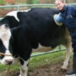 В Швейцарии фермеры делают коровам в боку дырку: зачем она нужна