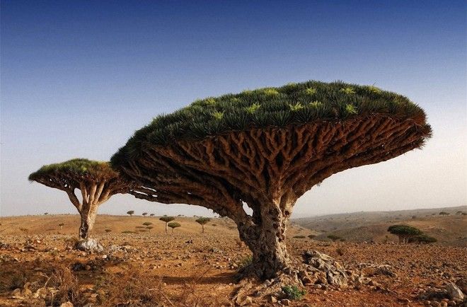 Самые красивые деревья в мире 38