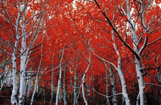 Самые красивые деревья в мире 39