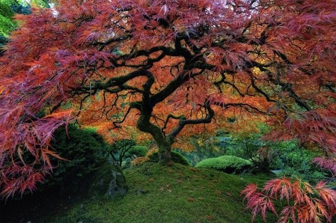 Самые красивые деревья в мире 44