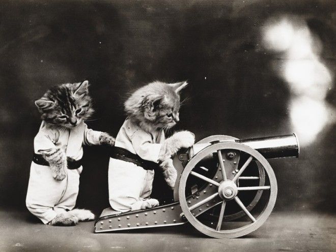 Винтажные кошки, которые докажут, что коты правили миром во все времена 67
