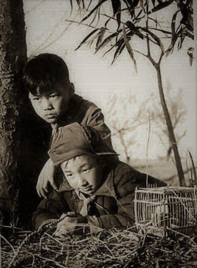Птичий геноцид: как природа отомстила китайцам за истребление воробьев 32
