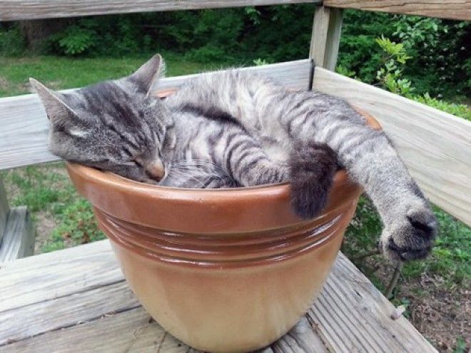 20 кошачьих растений, которые требуют ласки и еды 41