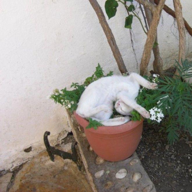 20 кошачьих растений, которые требуют ласки и еды 46