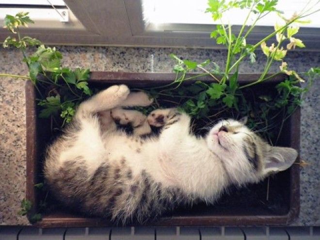 20 кошачьих растений, которые требуют ласки и еды 44