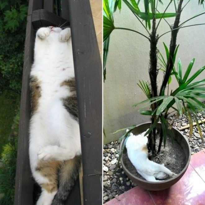 20 кошачьих растений, которые требуют ласки и еды 48