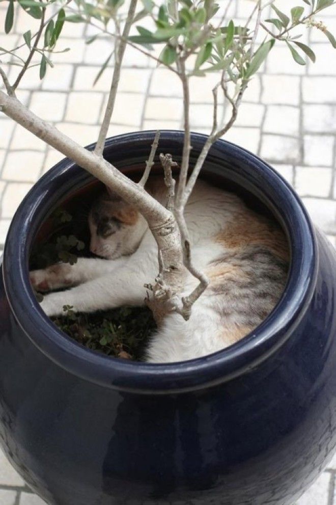 20 кошачьих растений, которые требуют ласки и еды 45