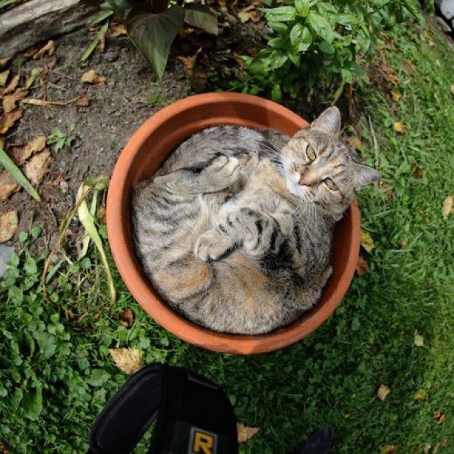 20 кошачьих растений, которые требуют ласки и еды 44