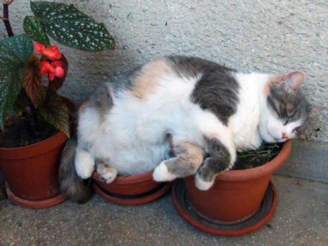 20 кошачьих растений, которые требуют ласки и еды 47