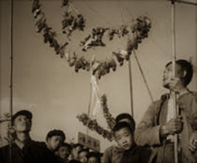 Птичий геноцид: как природа отомстила китайцам за истребление воробьев 33