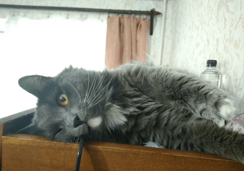 “5 кило чистой ненависти”: парень из Костромы начал сдавать кота в аренду 11