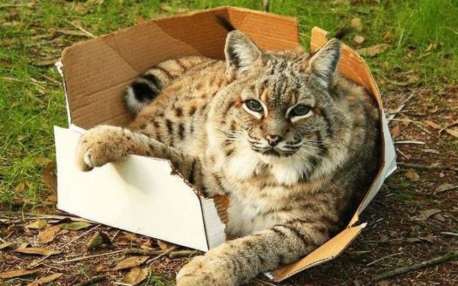 Большие котики тоже любят коробки 39