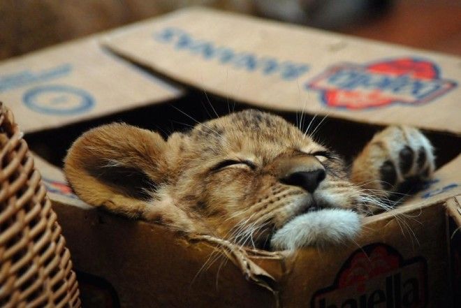 Большие котики тоже любят коробки 42