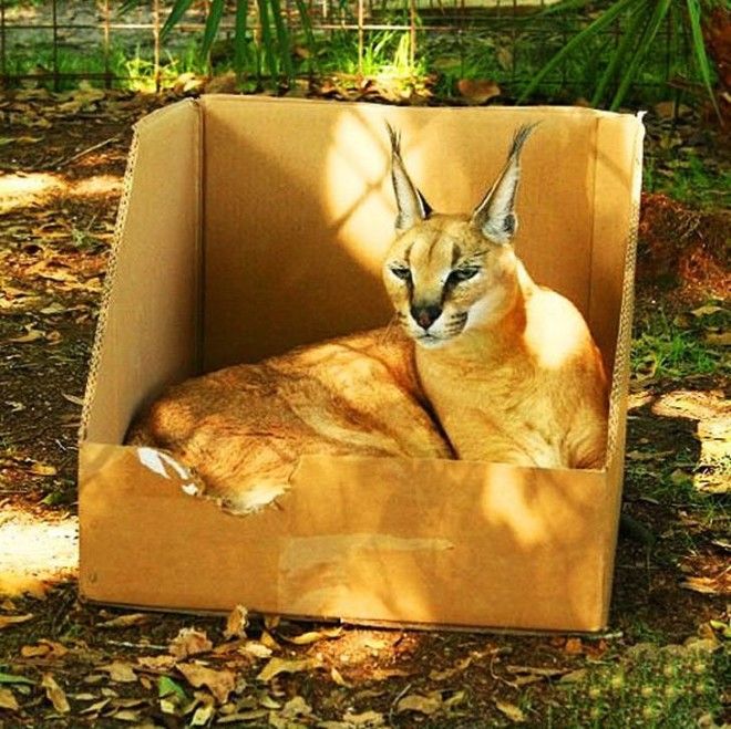 Большие котики тоже любят коробки 47