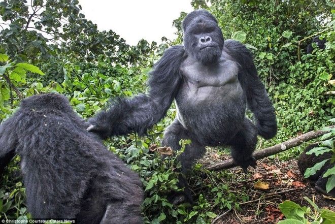 Доказательство того, что пьяные гориллы ведут себя не лучше пьяных людей 28