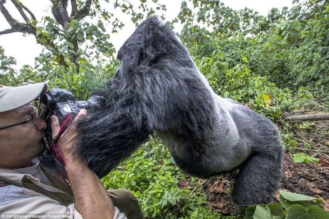 Доказательство того, что пьяные гориллы ведут себя не лучше пьяных людей 30