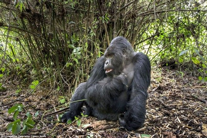 Доказательство того, что пьяные гориллы ведут себя не лучше пьяных людей 32